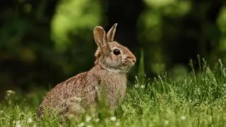 Rabbit life!#rabbit video #amazon forest Book!