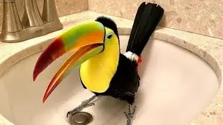 Tuki the Toucan: The Sick Market Bird Who Found Love | Heartwarming Rescue Story