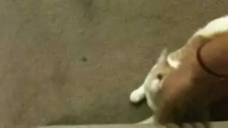 Playful Leo