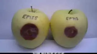 Apple test for virulence of C  parasitica   Powell