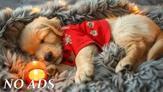 12 Hours of Dog Calming Music🐶💖Anti-Separation Anxiety Relief Music🦮🎵Dog Sleep Music💖No Ads