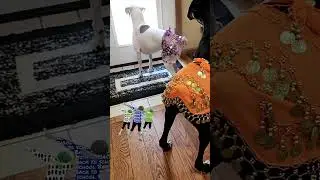 Pets Requebrando #shorts #shortsviral #shortsyoutube #rindocompupucutinha #requebra
