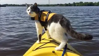 Adventure Cat Loves Hiking And Kayaking With His Owner