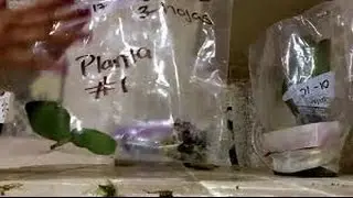 terapia de bolsa y musgo resultados