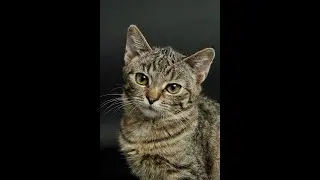 Unlocking Feline Secrets: What Your Cat's Tail Really Means!