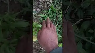 Spider plant information 