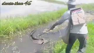 nyetrum ikan gabus di parit sawah | lumayan bisa dapat ikan sekarung