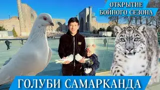 БОЙНЫЕ ГОЛУБИ САМАРКАНДА. ОТКРЫТИЕ СЕЗОНА. ВЫПУСК ГОЛУБЕЙ РАДИ МИРА ВО ВСЁМ МИРЕ. #pigeon #kaftar
