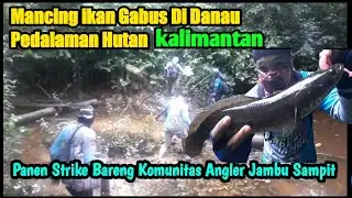 Mancing Gabus di Danau pedalaman Hutan Kalimantan || Panen Strike Bareng Kawan&sup2; Angler Jambu Sampit