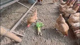新しい朝