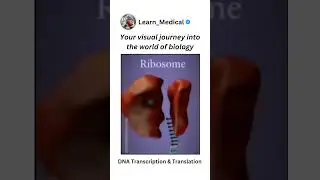 Gene Transcription & Translation: 3D Animation Overview @Learn_Medical
