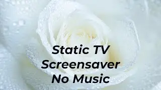 White Rose Macro in 4K | Static TV Screensaver | No Music