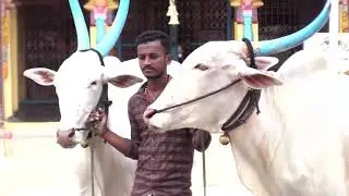 I&rsquo;m Khillari King in Agriculture works (I&rsquo;M Pure Desi Cow) part one videokhillari Bull