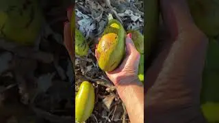 Jan.16, 2026 HARVESTING MY CATALINA AVOCADO,100%WEST INDIAN,CUBAN VARIETY IN PASO ROBLES CA.