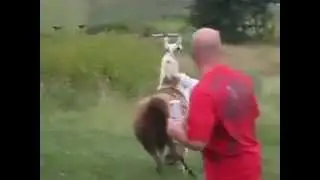 alpaca attack