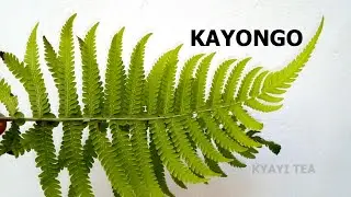 Naaba Kayongo Wegobeko Olutwe Kayongo Ddagala