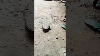 african mushi #african #mushi #fish #zeyyu'svlogs #fishing