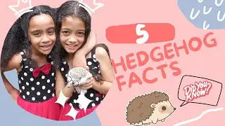 5 HEDGEHOG FACTS//Things to know before getting a hedgehog// Kids educational video.