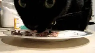 Black Cat Eating EXTREME CLOSEUP!!!
