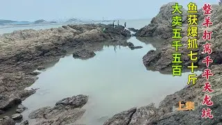 【阿向趕海】耗資4500盤1000平天龍坑 魚獲爆抓70公斤 大賣5500 穩賺不賠開心就好【上集】