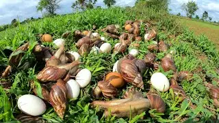 WOW WOW  ! Pick up lots of duck eggs and snails from the meadow.