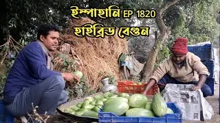 দারুণ বেগুনের একটি জাত ইস্পাহানি EP 1820। ভাইরাস সহনশীল || বেগুন চাষ পদ্ধতি। 
