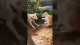Cat vs Dog Epic Battle! Who Do You Think Will Win? #doglover #catlover