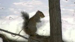 20110117 SquirrelInterruptedByDog
