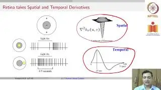 Human Visual System