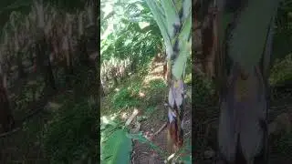 lempio na