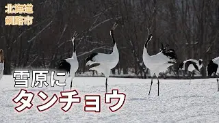 北海道、雪原にタンチョウの群れ