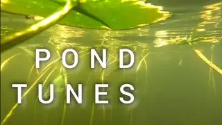 36 &bull; Mandolin & Tadpoles &bull; New Found Tunes with Daniel Payne