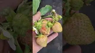 The most delicious remontant strawberry variety. #strawberry #fruit #farming #agriculture #village