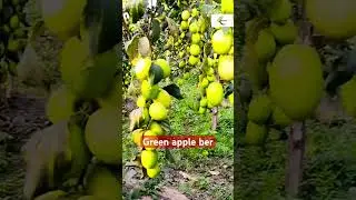 A hai green apple ber farming kiya hua hai successfully & original #shortvideo #viral #nn