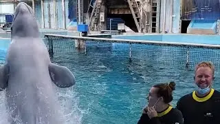 Beluga whales incounter Discovery Cove SeaWorld San Antonio. Behind the scenes full experience.