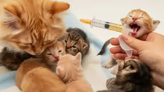 Как мама-кошка Злата помогла нам покормить ее котят и вылизала их дочиста