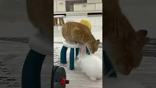 The ducklings were shocked, the relationship between the kitten and the rabbit was unusual😱😂