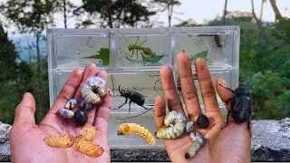 Adventure Mission: Capturing Beetles, Larvae, and Pupae