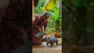 #rapakal #trending #dinosaur #palakkad #feelings #wish #viralvideo #youtubeshorts #traditional #like
