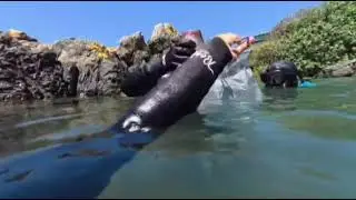 Diving for tropicals in the Eastern Cape,