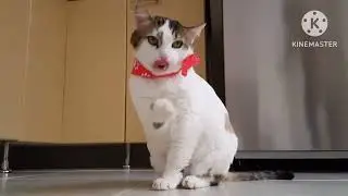 💢CAT FUNNY ANIMAL&PET FUNNY VIDEOS