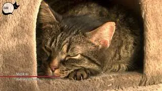 Stockholms Katthem: Att adoptera katt fr&aring;n oss