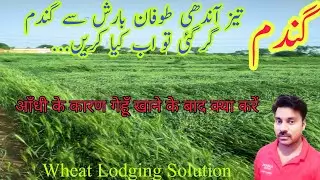 How to fill grains after wheat lodging | Best spray after Wheat crop lodging |Wheat lodging solution