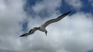 Muriwai Gannet Colony🇳🇿 Live from Auckland  New Zealand