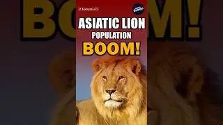 Strange Reason Behind Asiatic Lion Population Boom!