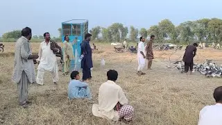 350 Qadam Lambi 500 Soy Kabotar ka Muqabla Sir Gar Pr Aik hi Chot Pr Kara Khatam