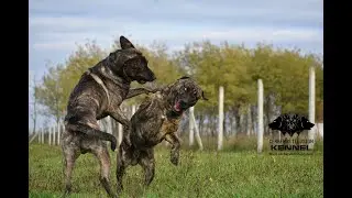 Cimarron Uruguayo males playing - Anakin and Duncan Cerberus Illusion