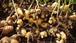Ginger - Nature&rsquo;s Healing Root #videos #ginger #gingerplant #homegrown #plantlovers @Plants-World