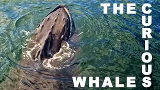Whale Watching in Provincetown, Cape Cod