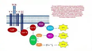 ZAP70 gene
